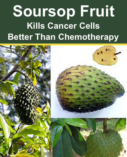 Soursop kills cancer cells in the body