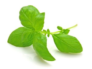 HEALTH BENEFITS OF HOLY BASIL- This herb has been the go-to remedy for all sorts of bodily conditions, as well as ailments of the mind and spirit.