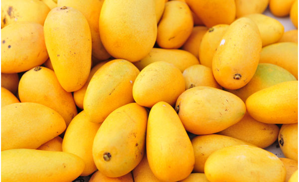 HEALTH BENEFITS OF MANGOES, Fibre and Vit C,Metabolic Rate