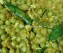 Green Peas Curry with Egg recipe | ഗ്രീൻപീസ് കറി Kerala Style recipe