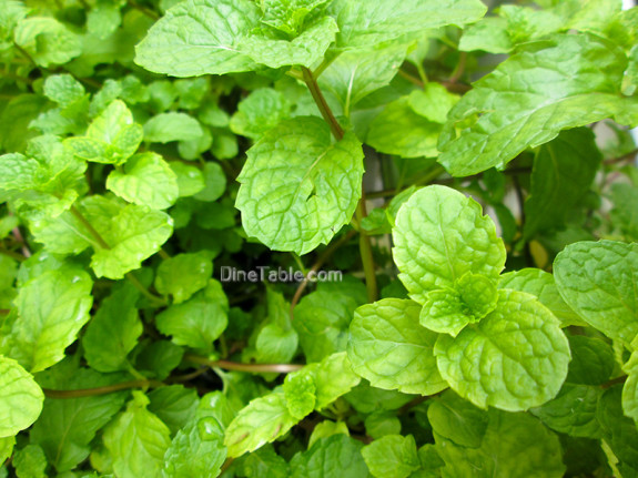 mint-leaves