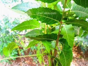 Medicinal Uses & Health Benefits of Neem or Arya veppu